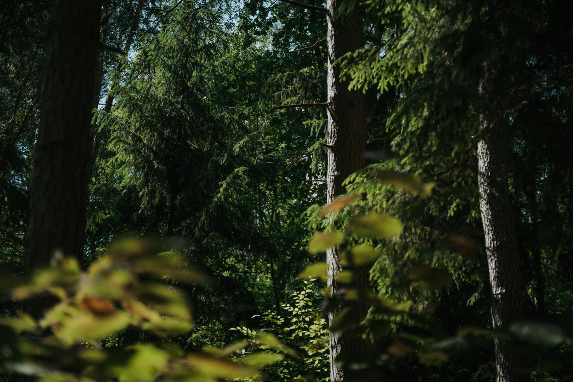 Ferienhaus Forest - 50min Od Warszawy Wola Polska